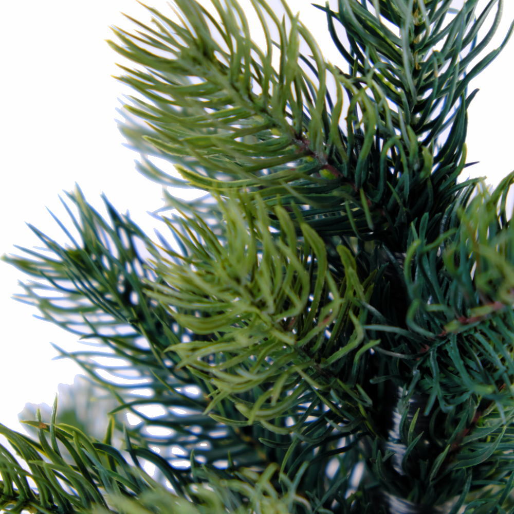 楽天市場】壁掛け クリスマスツリー 60cm シュヴァルツヴァルトツリー