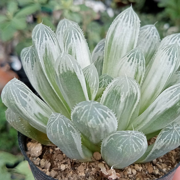 楽天市場】観葉植物/ハオルチア：オブツーサ フェリフェラ錦 2.5号