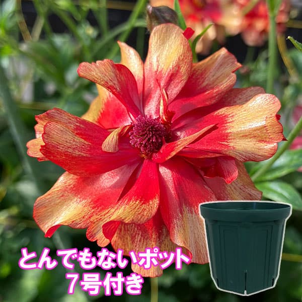 楽天市場】苗 ラナンキュラス ラックスの通販