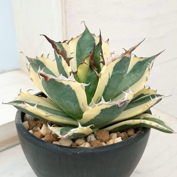 楽天市場】アガベ（アメリカーナ・バリエガータ）斑入り 10号