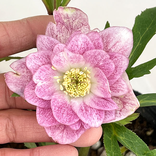 楽天市場】クリスマスローズ 若泉の通販