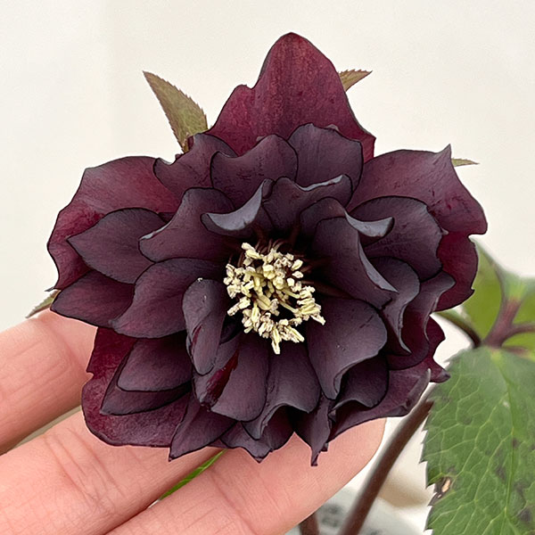 楽天市場】クリスマスローズ ダークパープルの通販