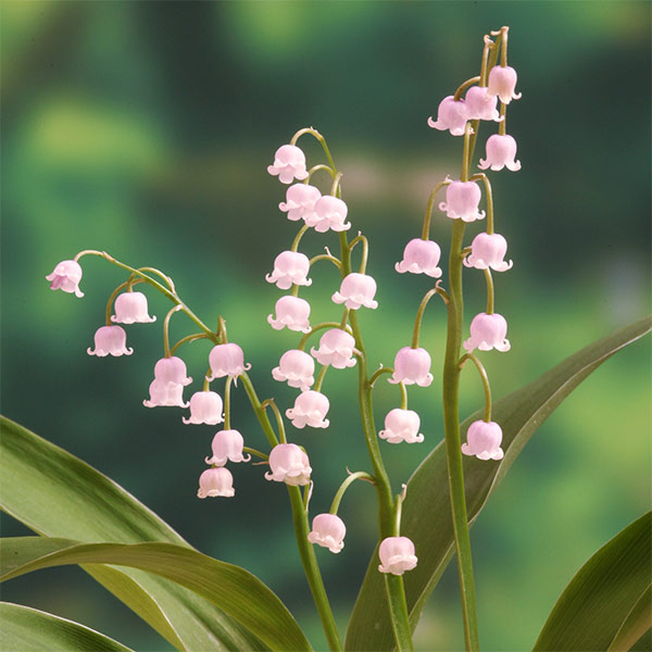 楽天市場】すずらん（苗物｜ガーデニング・農業）：花・ガーデン・DIY