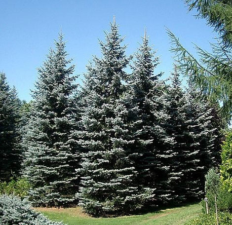 楽天市場】花木 庭木の苗/[送料無料]ピセアプンゲンス