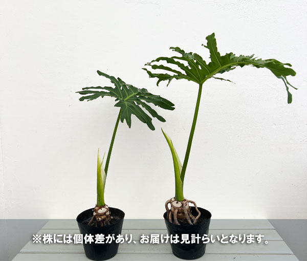 楽天市場】観葉植物/フィロデンドロン：セローム根上がり5号ポット