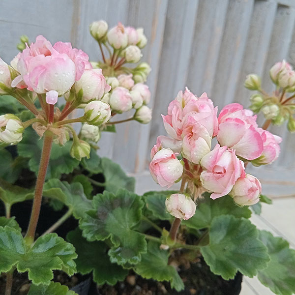 楽天市場】草花の苗/ゼラニウム（チューリップ咲き）：ローズバッド