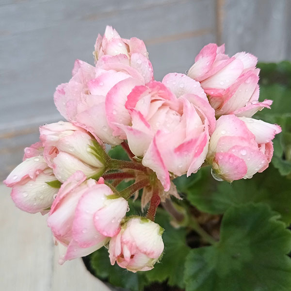 楽天市場】草花の苗/ゼラニウム（チューリップ咲き）：ローズバッド