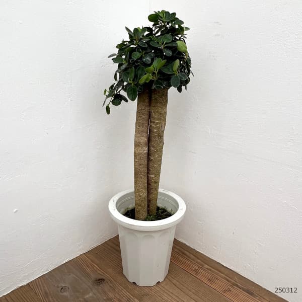 楽天市場】観葉植物/ガジュマル：パンダガジュマル 8号鉢植え** : 園芸