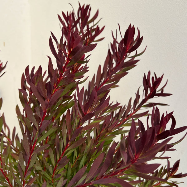 楽天市場】花木 庭木の苗/リューカデンドロン：チェーキー 7号鉢植え