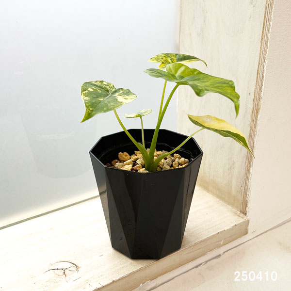 楽天市場】観葉植物/（わけあり特価）アロカシア：マクロリザ オーレア