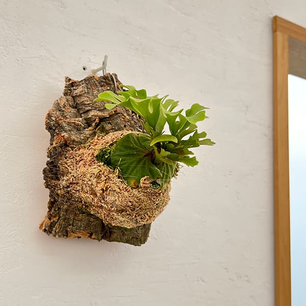 楽天市場】観葉植物/[ザ・ファームセレクト]ビカクシダ（コウモリラン