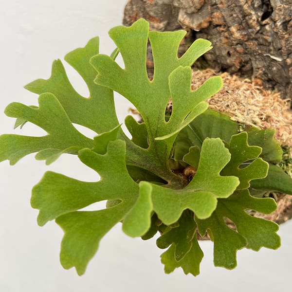 楽天市場】観葉植物/[ザ・ファームセレクト]ビカクシダ（コウモリラン