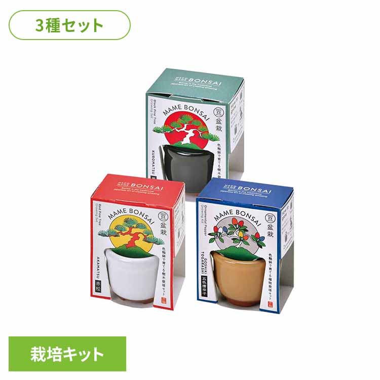 楽天市場】【52%OFF!!】【3種セット】HACO MAME 盆栽栽培セット（黒松