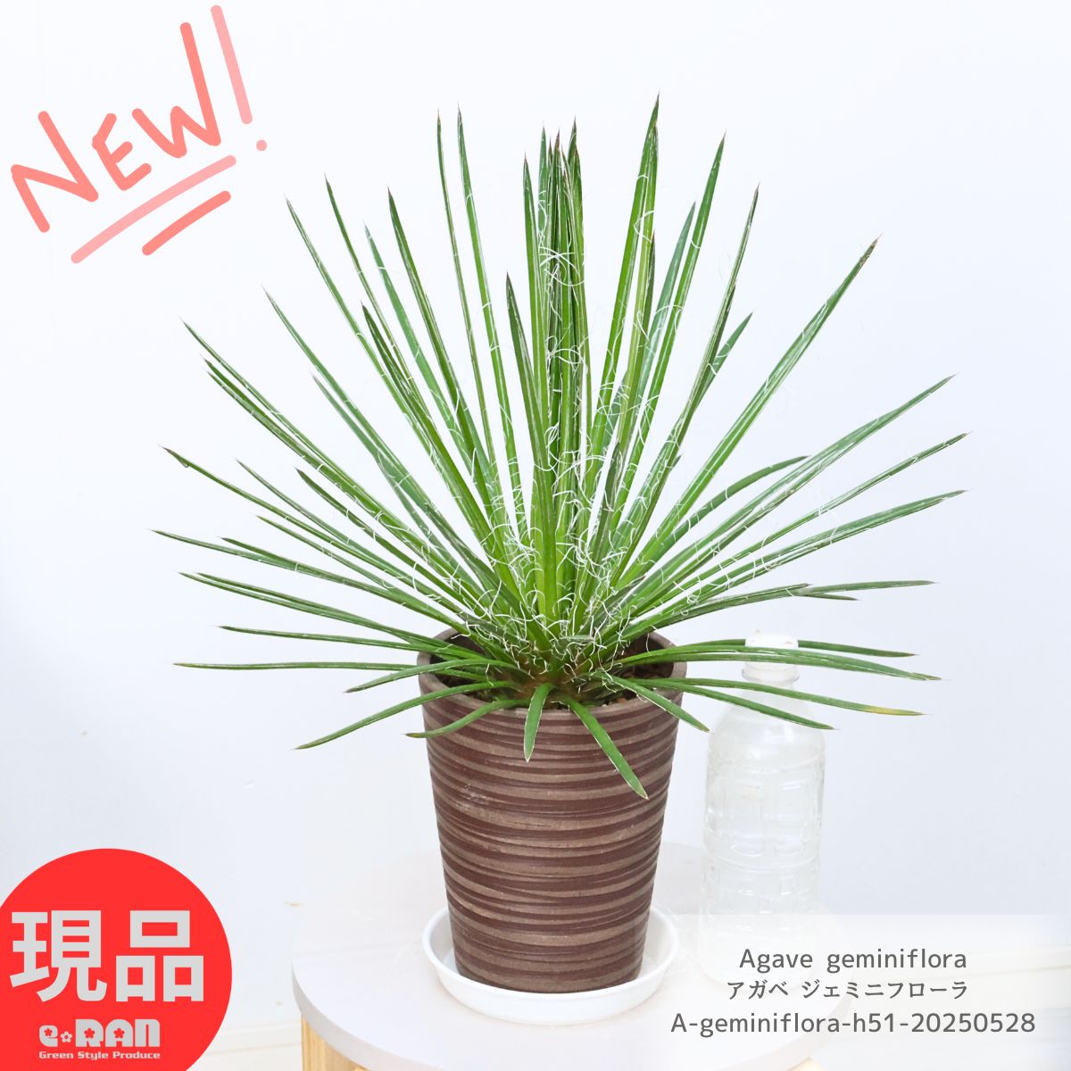 楽天市場】多肉植物 アガベ ジェミニフローラ 5号鉢 高さ約51cm前後 花