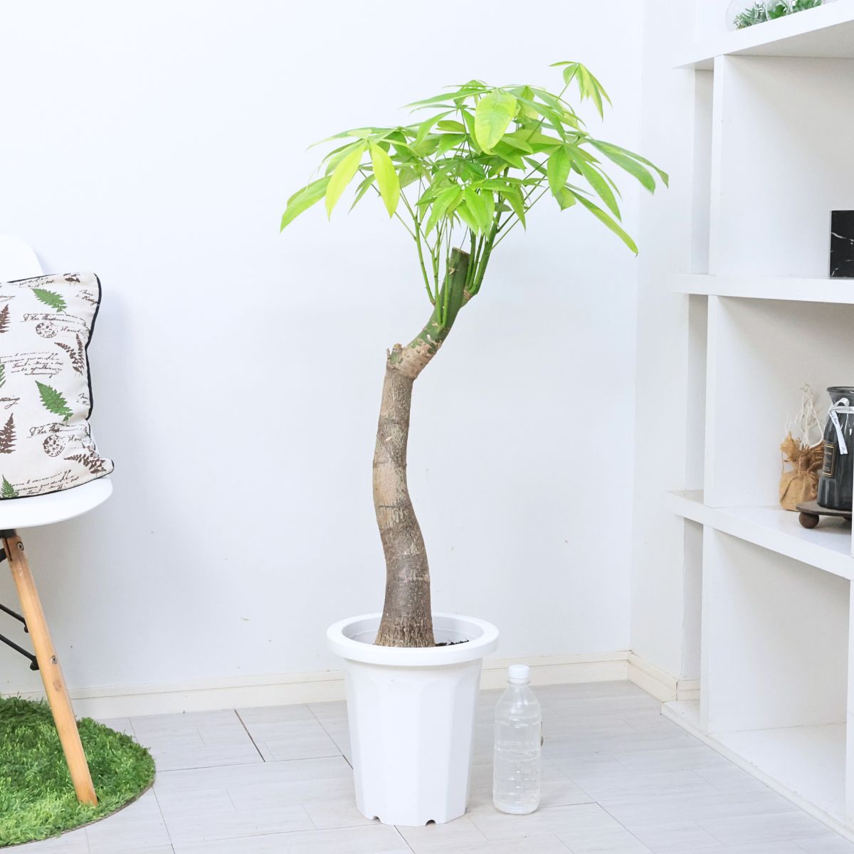 楽天市場】観葉植物 斑入り 実生 パキラ ムーンライト 8号鉢 高さ約