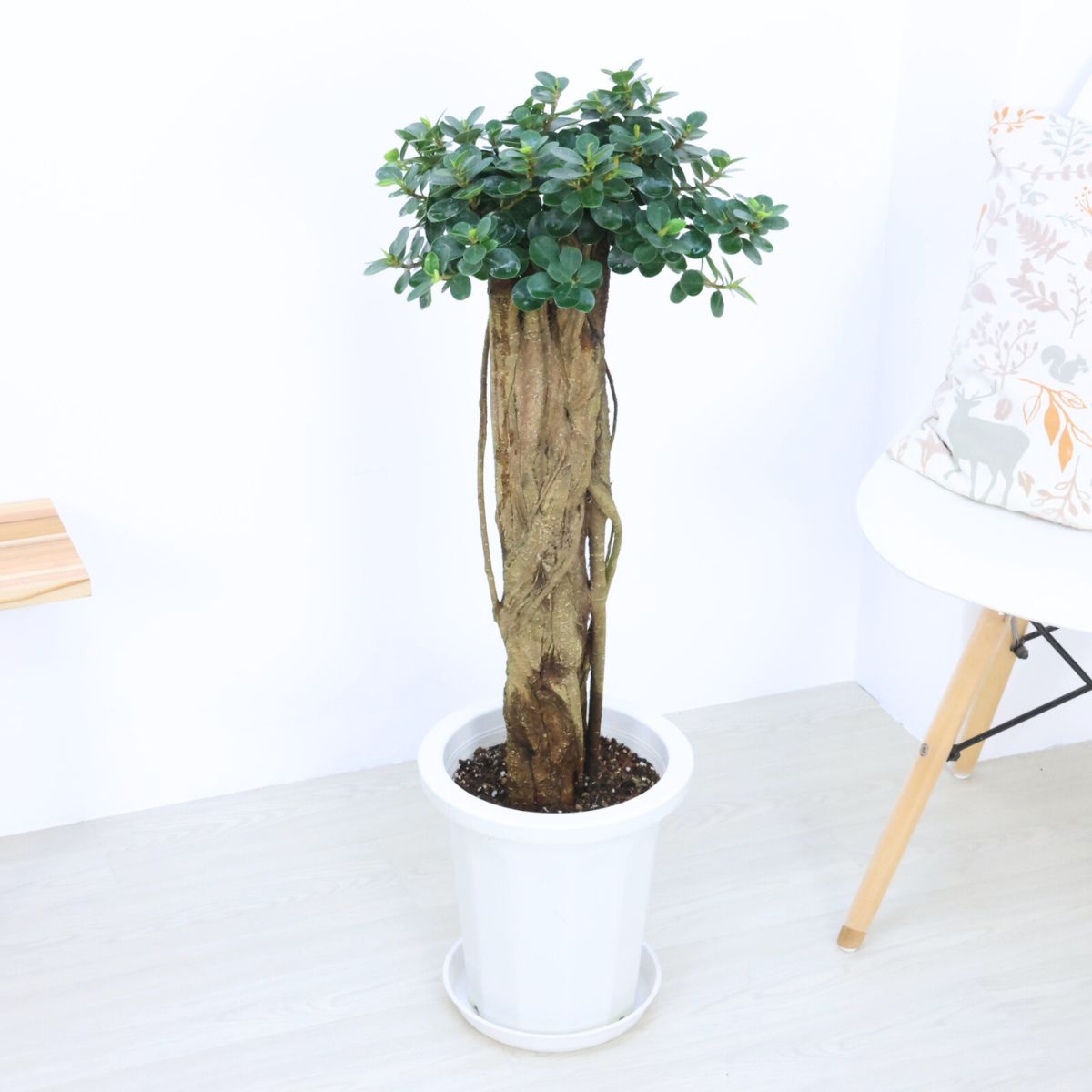 楽天市場】観葉植物 希少種 コパンダガジュマル 高さ約88cm 8号鉢 気根