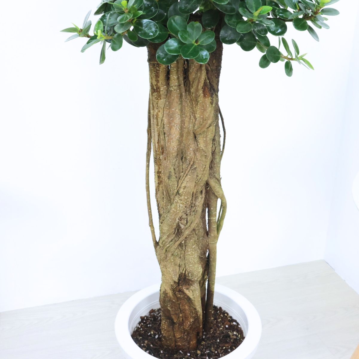 楽天市場】観葉植物 希少種 コパンダガジュマル 高さ約88cm 8号鉢 気根