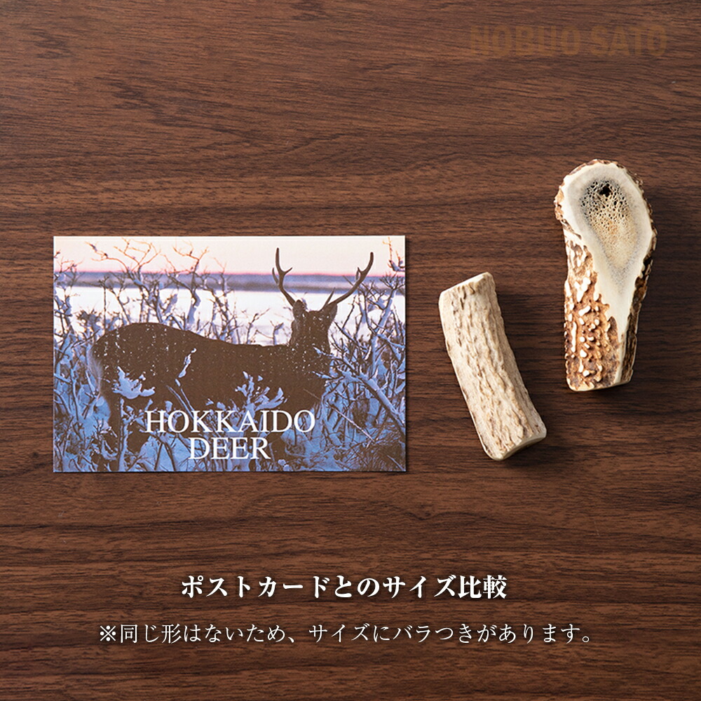 楽天市場】【ふるさと納税】エゾシカ 角 マグネット 冷蔵庫 鹿角