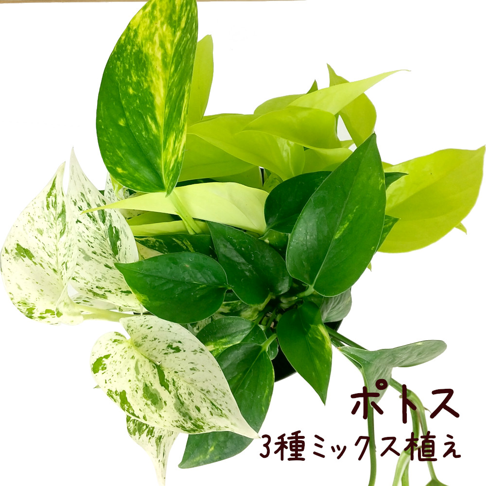 楽天市場】ポトス 3種ミックス植え 5号【観葉植物 5寸 インテリア