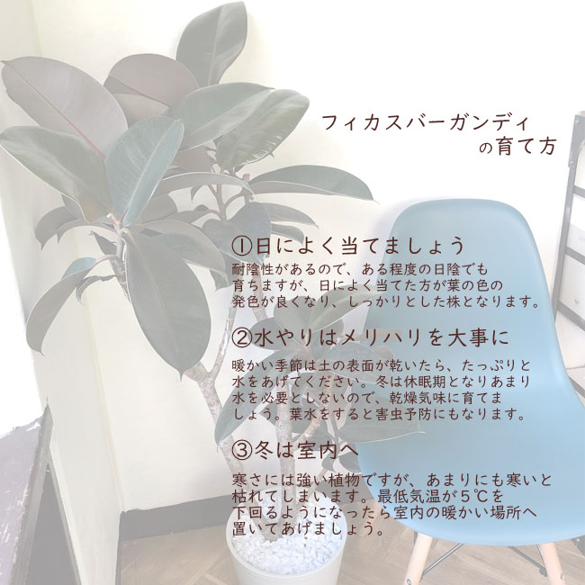 楽天市場】観葉植物 フィカス バーガンディ 8号鉢 【全国送料無料