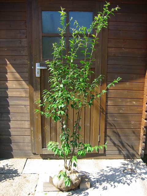 楽天市場】ハイノキ 樹高1.5m前後 露地苗 【剪定サービス＆支柱付き