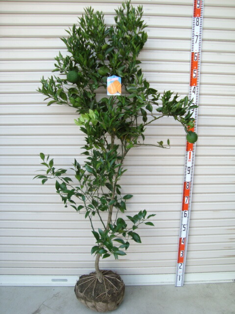 楽天市場】不知火 苗 3年の通販