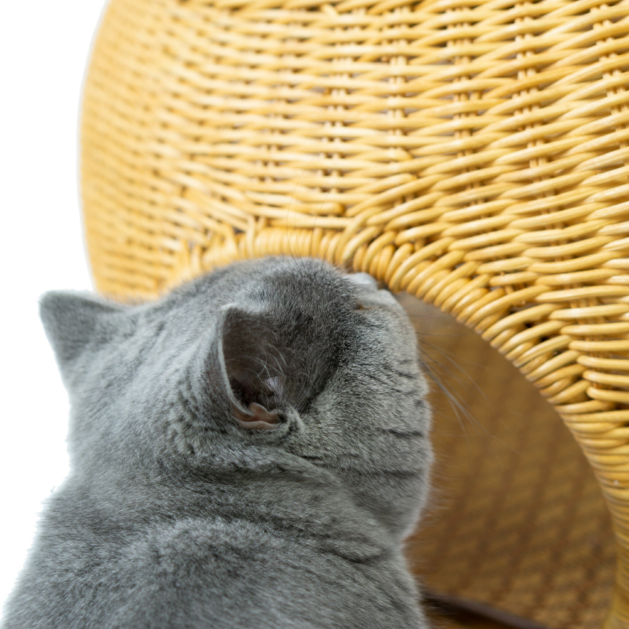 楽天市場】ラタンガラステーブル（猫ハウス） ガラステーブルなので中