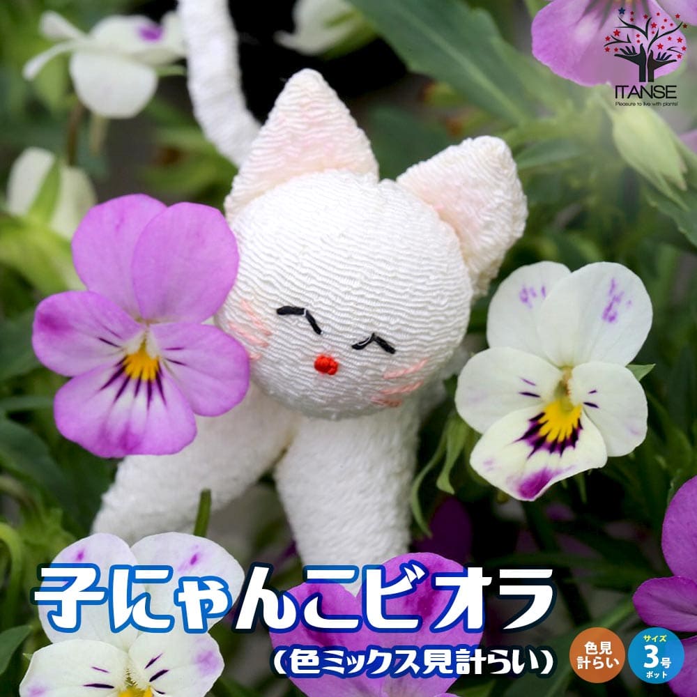 楽天市場】【送料無料】極小輪ビオラ