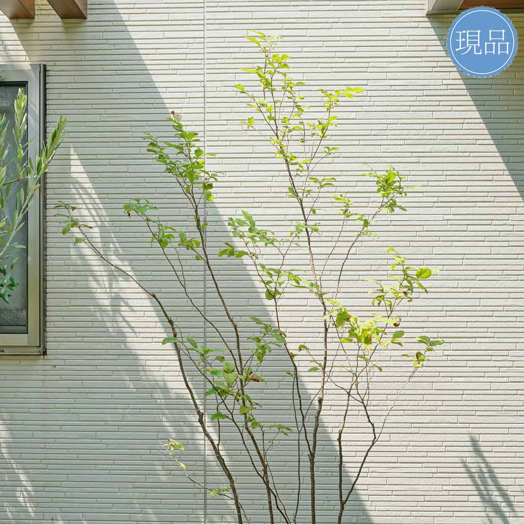 楽天市場】【現品】山採り【ナツハゼ】夏櫨 株立ち 自然風樹形 樹高H