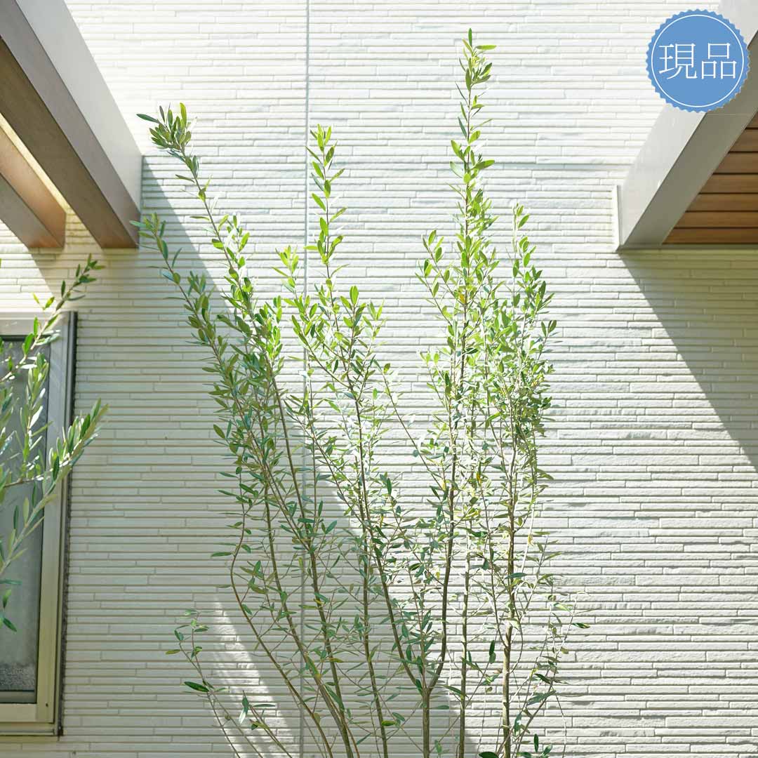 楽天市場】【オリーブの木】チプレッシーノ 自然風樹形 樹高H≒210
