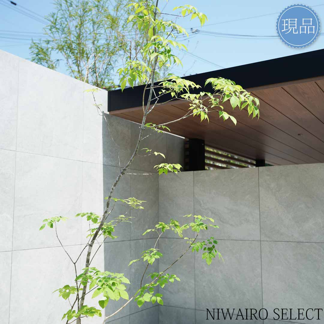 楽天市場】【現品】山採り【アオダモ】株立ち 自然風樹形