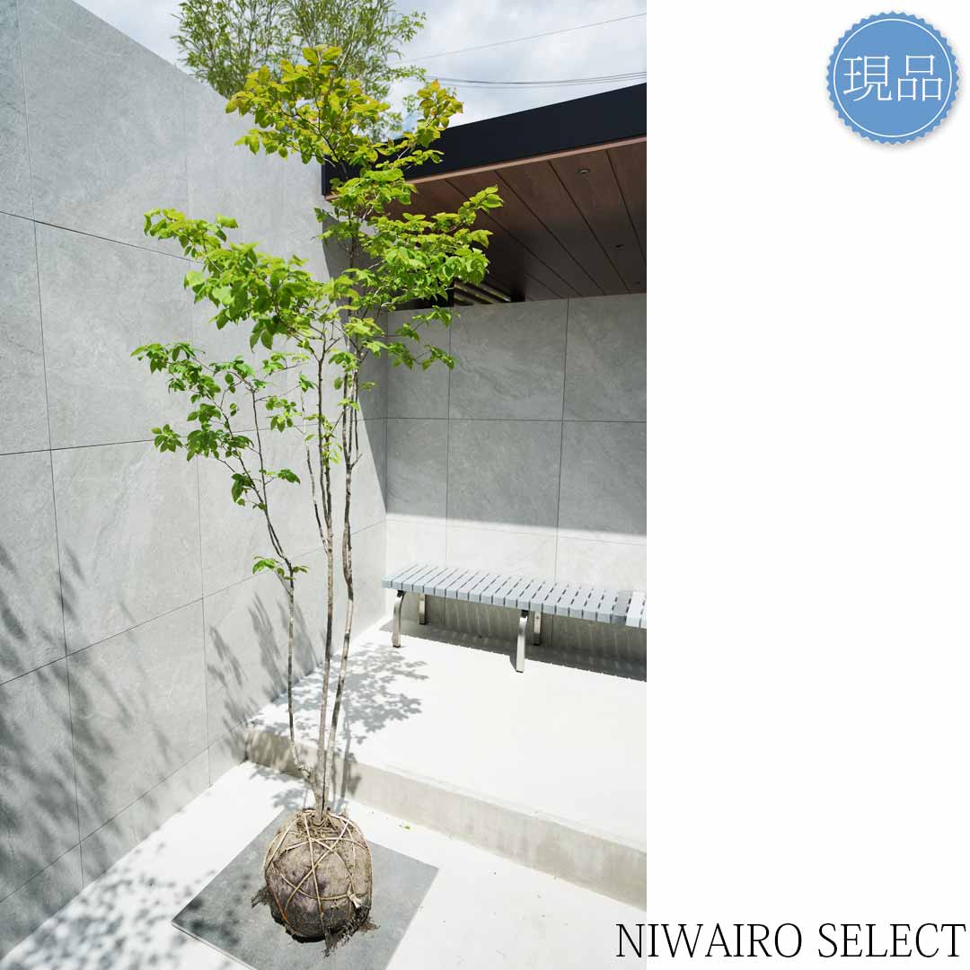 楽天市場】【現品】山採り【ナツハゼ】夏櫨 株立ち 自然風樹形 樹高H