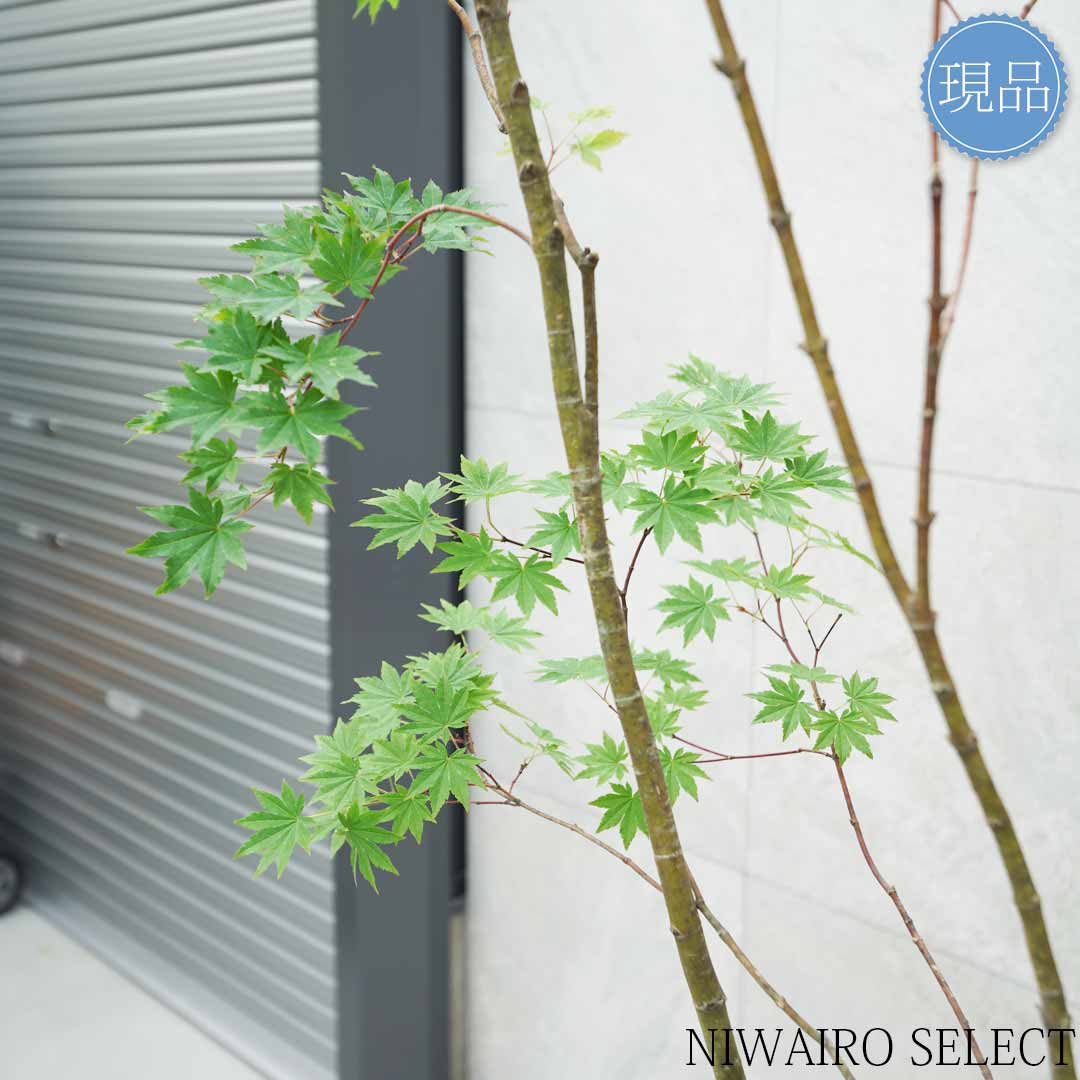 楽天市場】【現品】【コハウチワカエデ】楓 株立ち 自然風樹形 樹高H