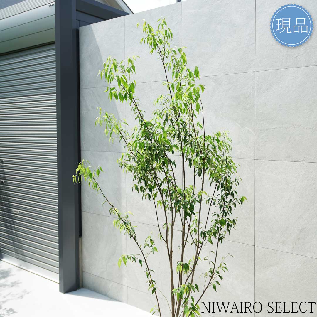 楽天市場】【現品】【ハイノキ】株立ち 自然風樹形 樹高H≒200 × 枝張W