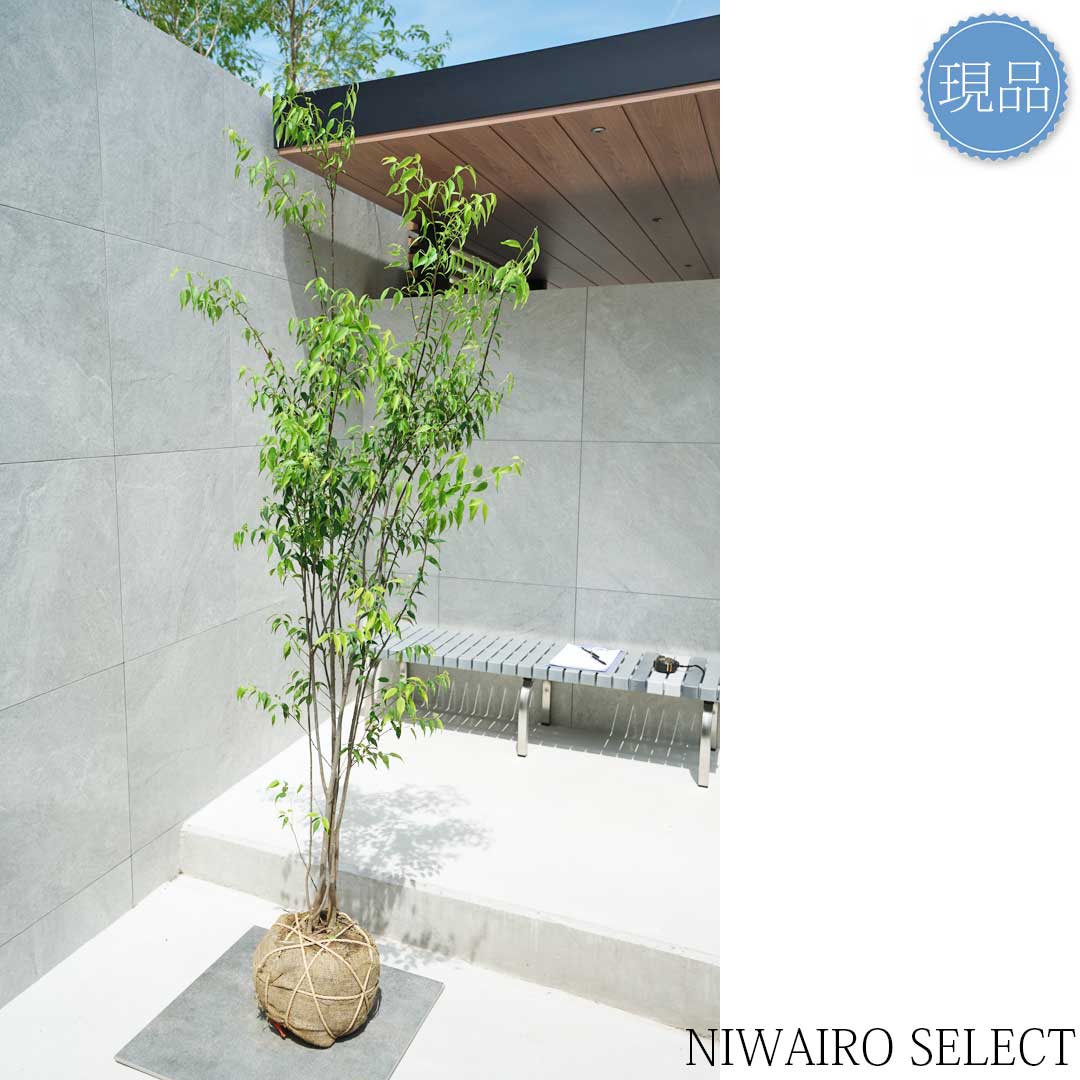 楽天市場】【現品】【ハイノキ】株立ち 自然風樹形 樹高H≒200 × 枝張W