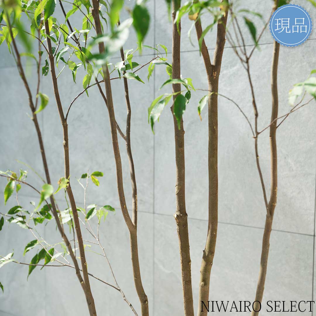 楽天市場】【現品】山採り【ハイノキ】株立ち 自然風樹形 樹高H≒285