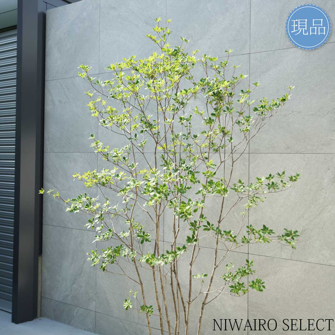 楽天市場】【現品】山採り【アブラツツジ】アブラドウダンツツジ 油