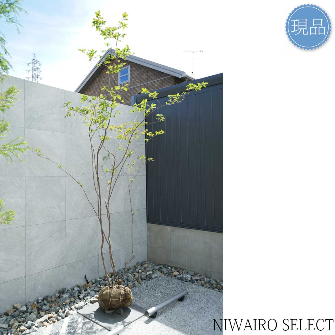 楽天市場】【現品】山採り【特大ナツハゼ】夏櫨 株立ち 自然風樹形