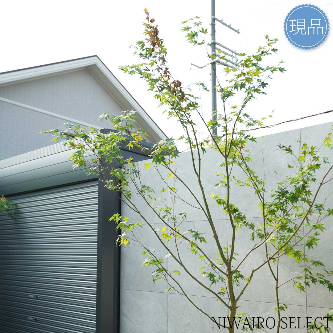 楽天市場】【現品】山採り【イロハモミジ】紅葉 株立ち 自然風樹形