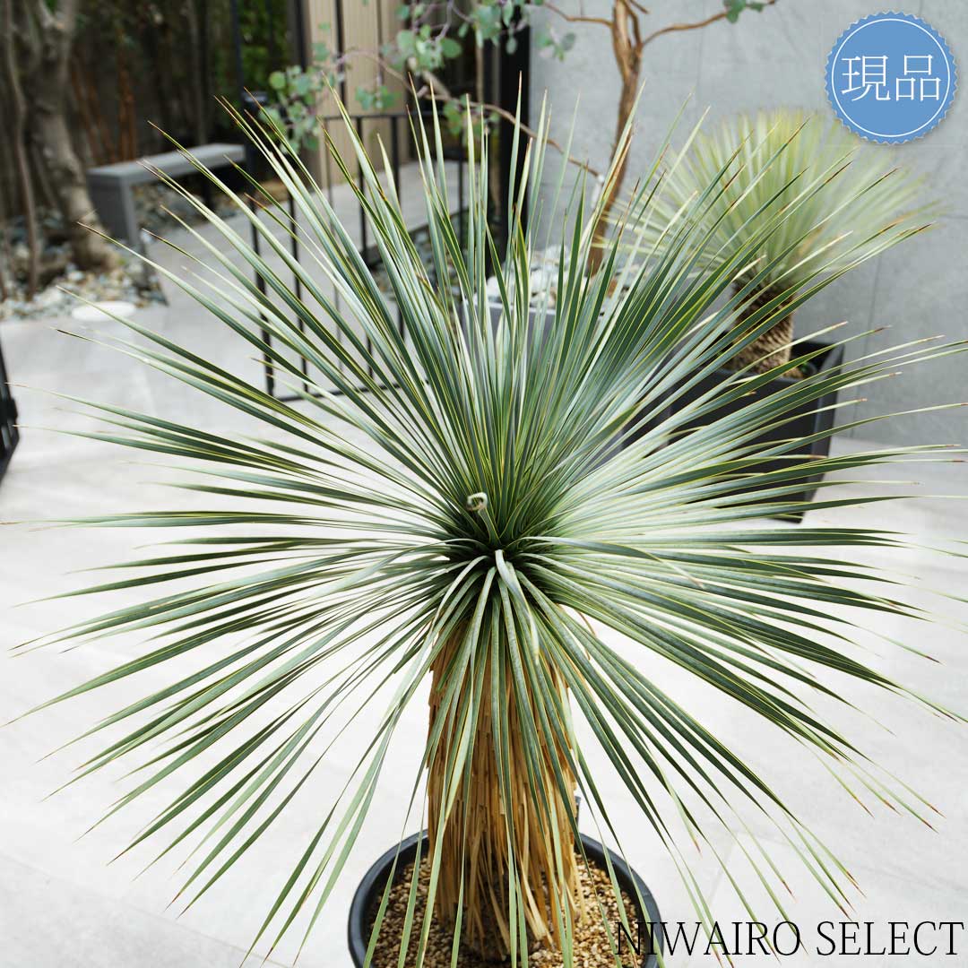 楽天市場】【現品】【 ロストラータ ブルーサンダー】ユッカ 自然風樹