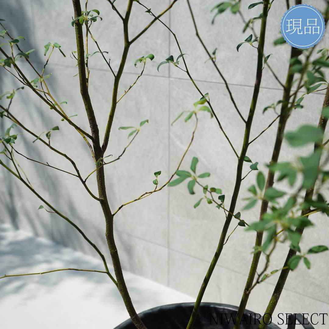 楽天市場】【現品】【クロモジ】黒文字 株立ち 自然風樹形 樹高H≒160