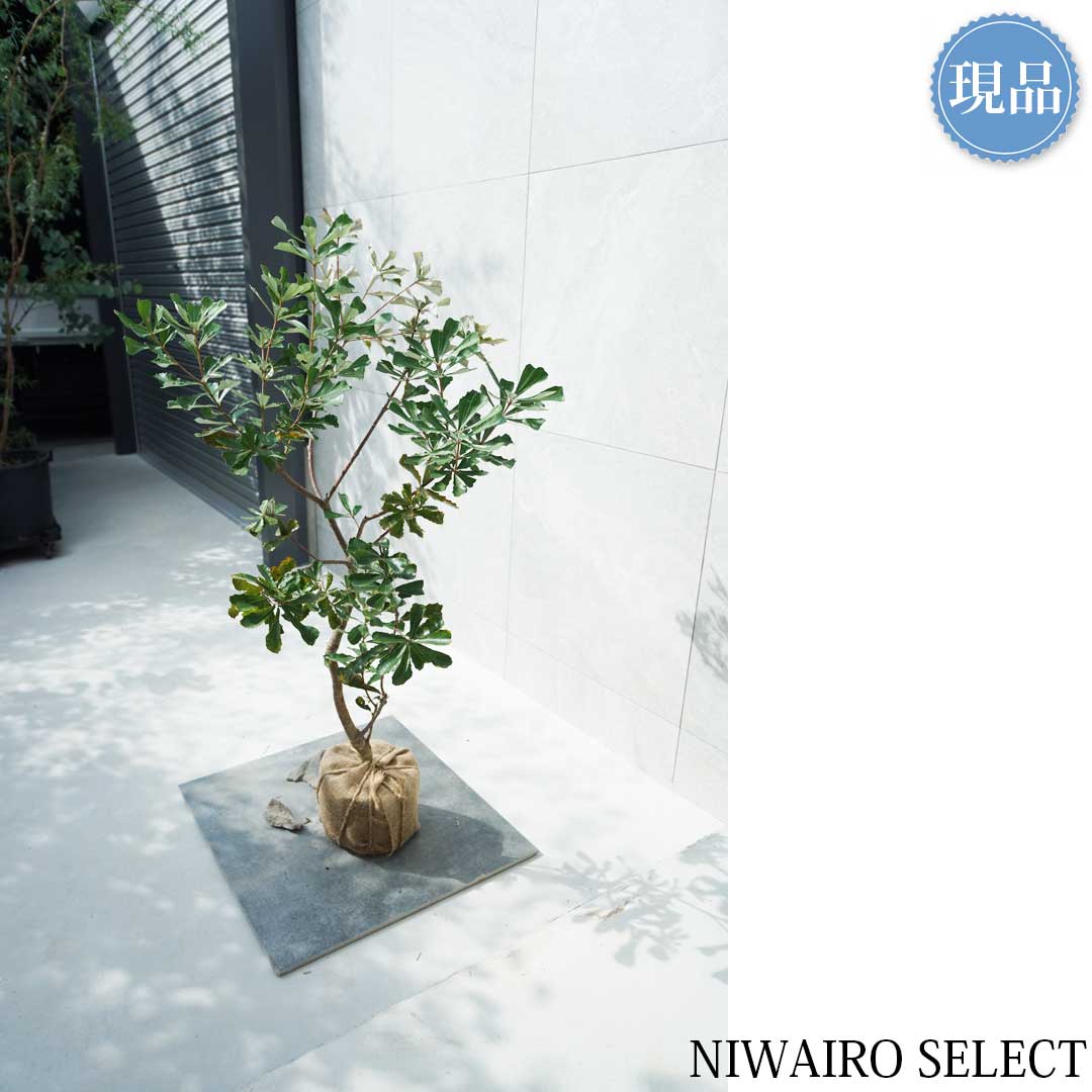 楽天市場】【現品】【バンクシア】コーストバンクシア オージー