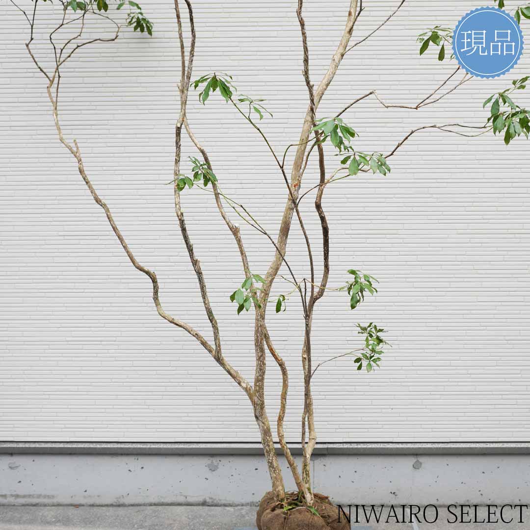 楽天市場】【現品】山採り【大型アセビ】白花 馬酔木 株立ち 自然風樹