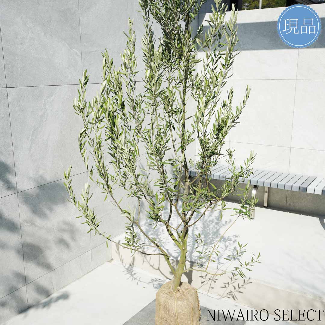 楽天市場】【現品】【オリーブの木】チプレッシーノ=シプレッシーノ