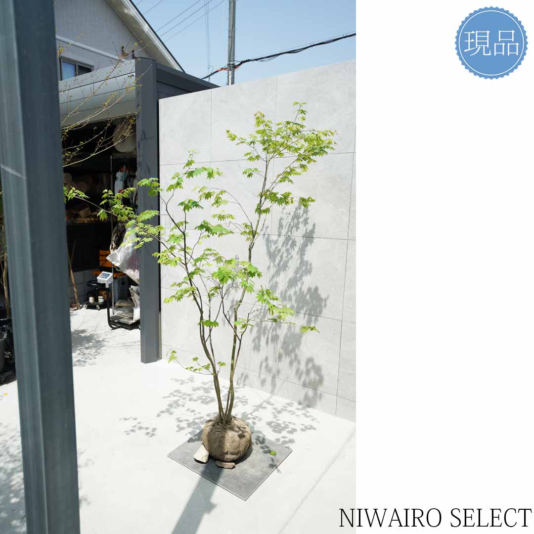 楽天市場】【現品】山採り【コハウチワカエデ】小羽団扇楓 株立ち 自然
