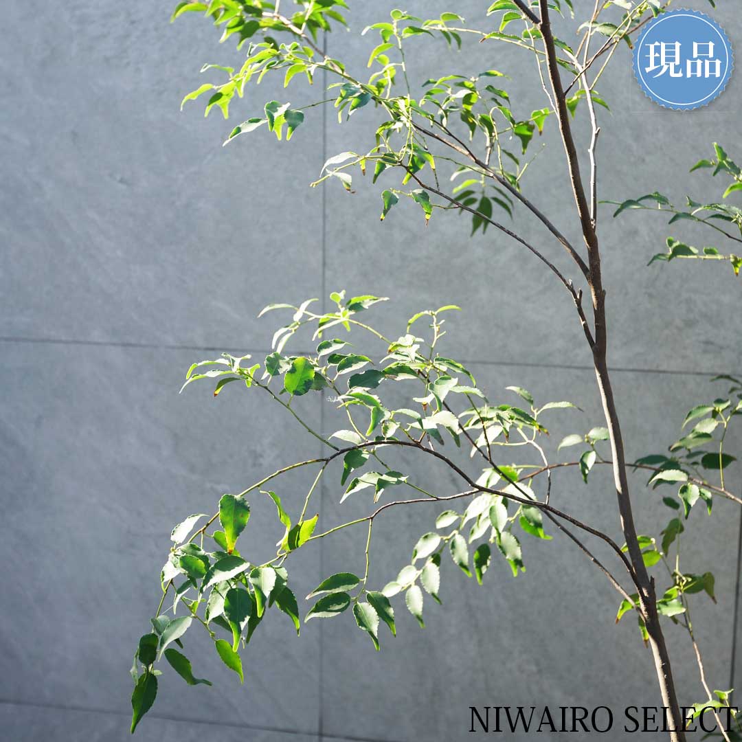 楽天市場】【現品】山採り【ハイノキ】株立ち 自然風樹形 樹高H≒200