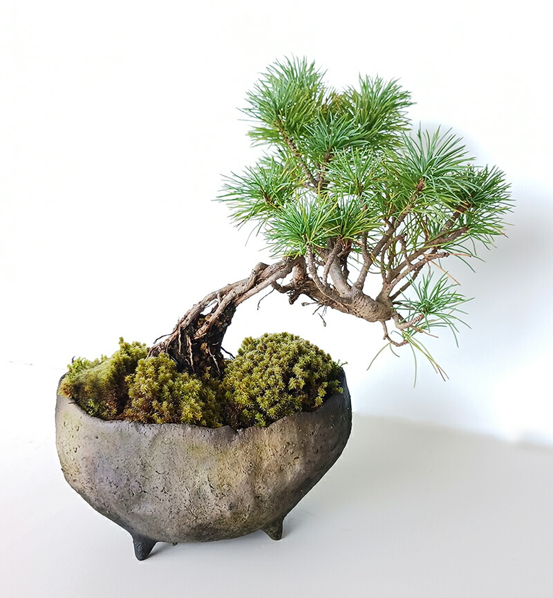 楽天市場】盆栽 五葉松 ゴヨウマツ 真山茜 炭化焼き締め鉢 ミニ盆栽