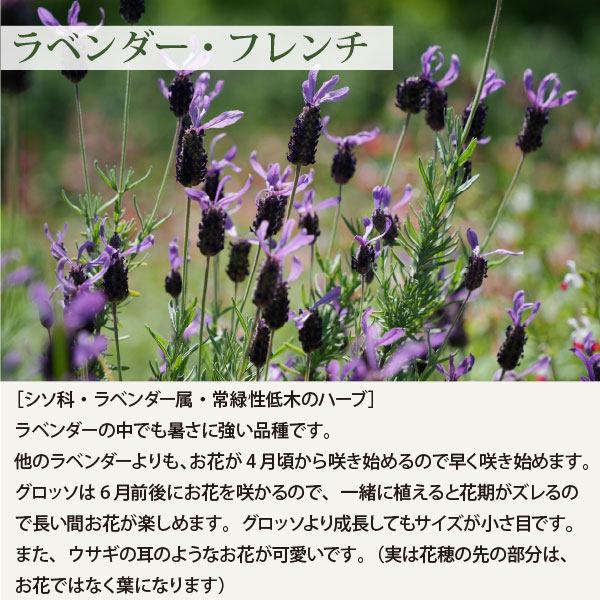 楽天市場】フレンチラベンダー 苗 3号 20個 セット ハーブ 常緑 多年草