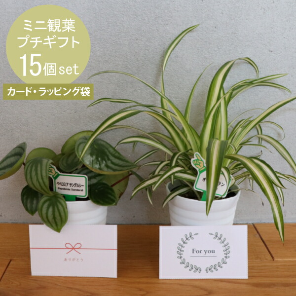 楽天市場】観葉植物 プチギフトセット 15ポットセット お洒落な白い