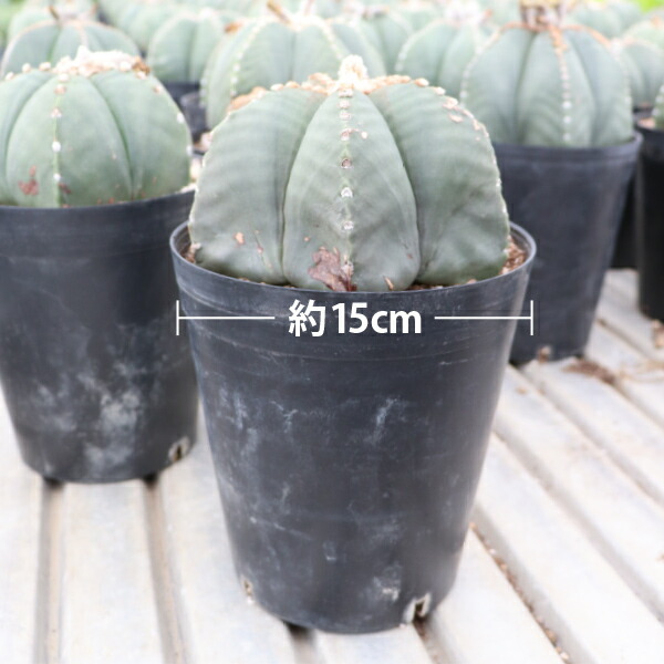 楽天市場】アストロフィツム ランポー玉 開花株 (鸞鳳玉・らんぽうぎょ